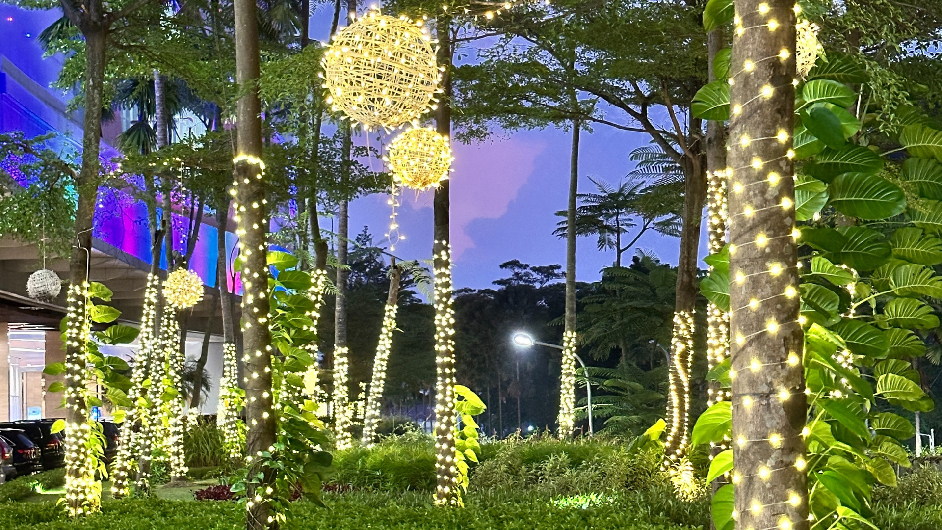 Tree Uplighters